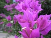 Purple Buganvillas