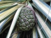 Ornamental Sugar Apple