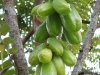 No name fruit