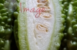 Bitter Melon