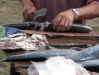 Fish catch