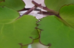 Leaf of Life