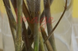 Branches in Water