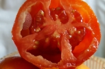 Giant Tomato