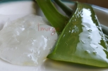 Aloe Vera Leaf