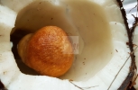 Coconut