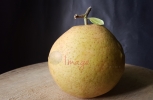 Grapefruit Branch