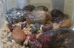 Mixed Granola