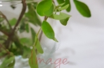 Moringa Plant