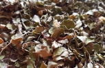 Dried Leaves
