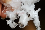 Ice Photos