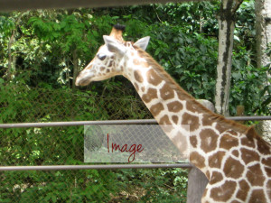 Good giraffes with log IMG_8037