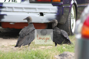 vultures IMG_8516